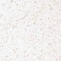 Blanco Maple